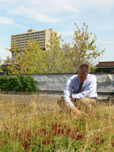 Our Office's Green Roof