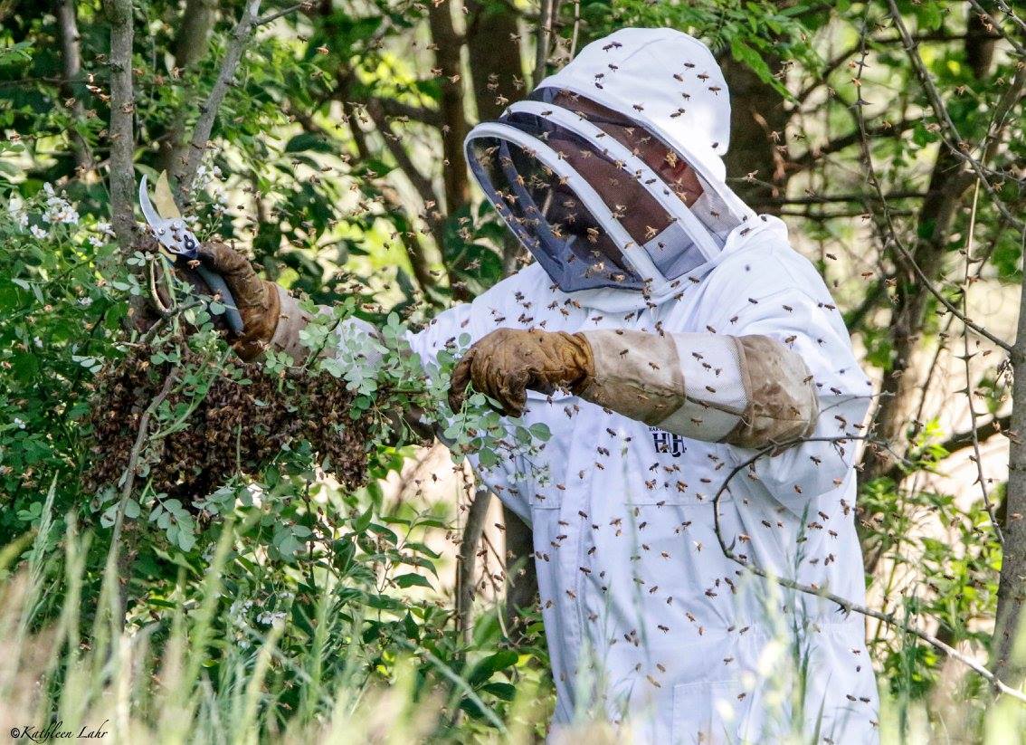 What's that buzz? It's Schmidt Associates' New Bee Hive on our Green ...